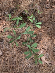 Baptisia lanceolata