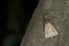 Mythimna decisissima