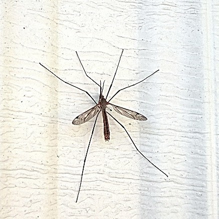 Tipula dorsimacula photographed in North Dakota