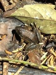 Leptodactylus wagneri