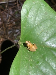 Pristimantis altamnis