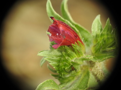 Echium creticum