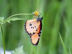 Danaus chrysippus dorippus