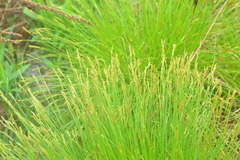 Carex deweyana
