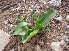 Arum cylindraceum