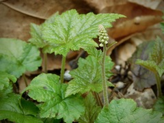 Tiarella austrina