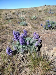 Lupinus saxosus