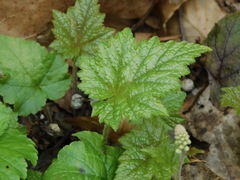 Tiarella austrina
