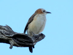 Turdoides gymnogenys