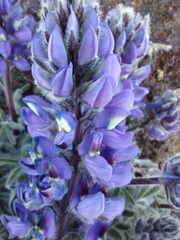 Lupinus saxosus