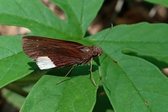 Cobalus virbius