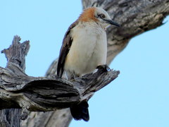 Turdoides gymnogenys