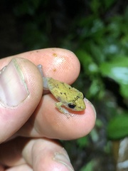 Pristimantis altamnis