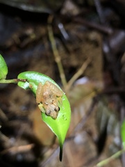 Pristimantis altamnis