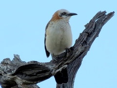 Turdoides gymnogenys