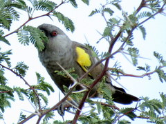 Poicephalus rueppellii