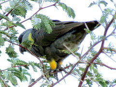 Poicephalus rueppellii