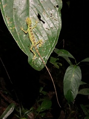 Anolis fitchi