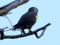 Poicephalus rueppellii