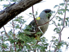 Poicephalus rueppellii