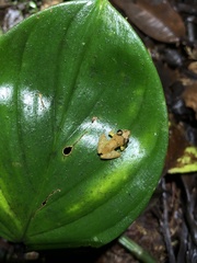 Pristimantis altamnis