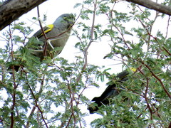 Poicephalus rueppellii