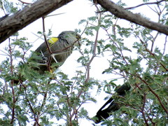 Poicephalus rueppellii