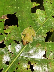 Pristimantis petersioides
