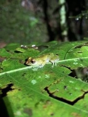 Pristimantis petersioides