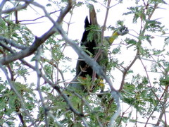 Poicephalus rueppellii