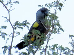 Poicephalus rueppellii