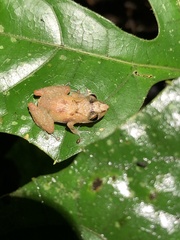 Pristimantis altamnis