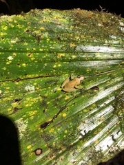 Pristimantis altamnis