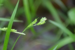 Carex hirsutella