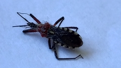 Cosmoclopius poecilus