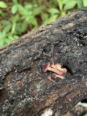 Fungi