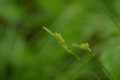 Carex hirsutella