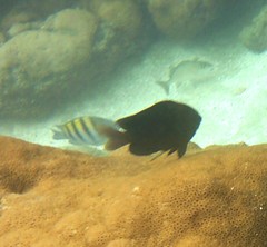 Stegastes fuscus