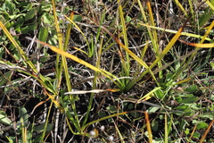 Carex richardsonii