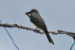 Tyrannus melancholicus