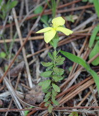 Hypericum suffruticosum