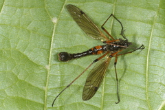 Tanyptera