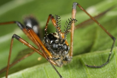 Tanyptera
