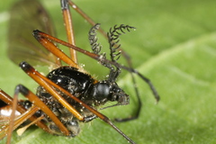 Tanyptera