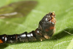 Tanyptera