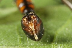Tanyptera