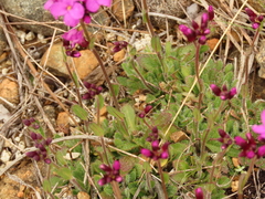 Arabis aculeolata
