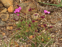 Arabis aculeolata