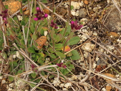 Arabis aculeolata