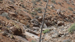Saxicola dacotiae